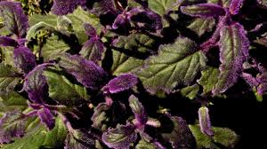 Image result for Gynura scandens