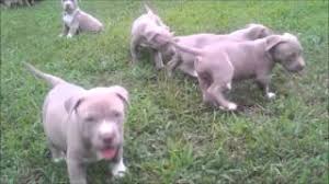 Below is a picture of a champagne pitbull puppy produced here at pitbull empire. Amazing Champagne Xl Bully Pitbull Puppy Breeding King Leonidus X Kiera Youtube