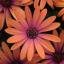 Image result for Osteospermum