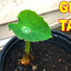 Of an all‐purpose 10‐10‐10 fertilizer and mix it into the soil before planting the bulb. 3