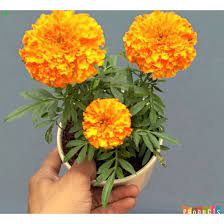 We did not find results for: Tanaman Marigold Holland Bunga Oranye Marigold Cracker Jack Orange Shopee Indonesia