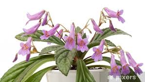 Image result for Gesneriaceae