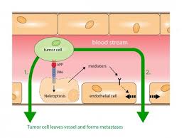 A 3d animation about the formation and introduction of cancer cells in our skin and into our blood stream as caused by uv rays.subscribe to st. Loophole For Cancer Cells