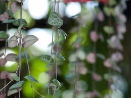 Image result for Ceropegia affinis