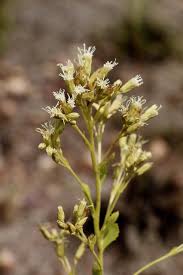 Image result for Stomatanthes