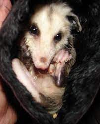 When First Rescued I Made Jitterbug A Pouch Out Of Fur That I Put In My Shirt To Keep Him Warm He D Go In Head First Baby Possum Happy Animals Funny Animals