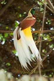 Lesser Bird Of Paradise Images Pin On Birds