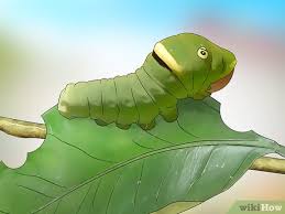 Plush, all the materials can pass en71,cpsia,astmf963,etc size: 3 Ways To Identify A Caterpillar Wikihow