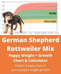 They have an extremely powerful jaw. German Shepherd Rottweiler Mix Weight Growth Chart 2021 How Heavy Will My German Shepherd Rottweiler Mix Weigh The Goody Pet