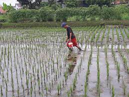 Sejak saat ini, harga sewa lahan pertanian milik pemkot mengalami kenaikan. Sewa Lahan Pertanian Di Kota Tasikmalaya Relatif Murah Pelita Online