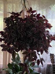 I'm so new to being a plant mama. What should I do with the wilted/dying  leaves? 😬 ￼