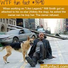 Terdapat banyak pilihan penyedia file pada halaman tersebut. 46 I Am Legend Ideas I Am Legend Legend Will Smith