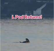 L Pod Orcas Return to Puget Sound for the Day