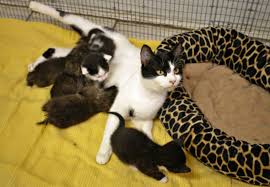 The bobcats in the north tend to be larger than those in the south. House Cat Nurses Orphaned Bobcat Kittens Love Meow