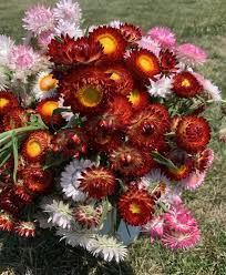 Strawflowers In Silver Rose And Copper Red Grown At Cool Hollow Flower Farm Flower Farm Flower Lover Dried Flowers