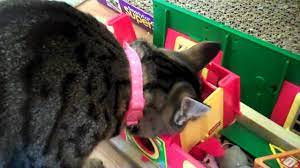 Cat Uses Paws Like Hands Youtube