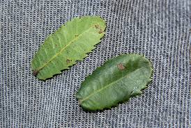 Image result for Myrica chimanimaniana