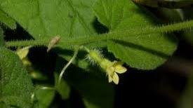 Image result for Kedrostis abdallai