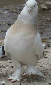 Pin By Blt Blt On Guvercin Pidgeon Pigeon Bird Beautiful Birds Pigeon