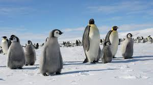 65% of Antarctica's species and penguins could disappear as global  temperature rises, study says | CNN