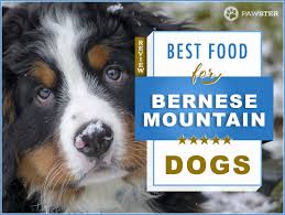The bernese mountain dog is friendly, vigilant, and very loyal to its family. 8 Best Foods To Feed Your Adult And Puppy Bernese Mountain Dog In 2021