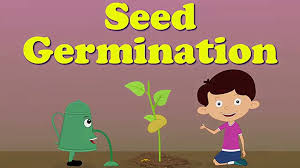 If you link to another pen, it will include the css from that pen. Seed Germination Animated Video Video Dailymotion