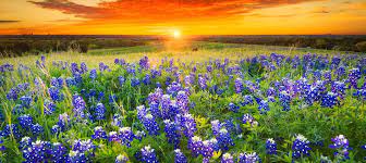 We did not find results for: Best Places To See Spring Wildflowers In United States Land Com