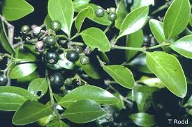 Image result for Psydrax fragrantissima