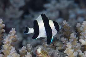 Image result for Macledium humilis