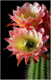 These clones were grown from seed collected near big bend texas. 900 Ideas De Plantas Flores Cactaceas Agaves Y Suculentas En 2021 Plantas Flores Suculentas