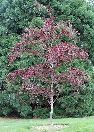 Image result for Fagus sylvatica