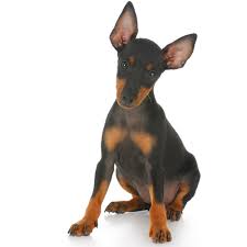 The most common doberman pinscher material is porcelain & ceramic. Teacup Miniature Pinscher Puppies For Sale Teacup Pups