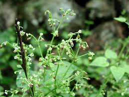 Image result for Rytigynia acuminatissima