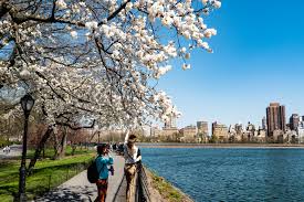 It would look superb adorning an apartment wall, featured in a study, a dorm room or even as a teaching tool in a classroom. Central Park Die Grune Lunge Von New York Usa Info Net
