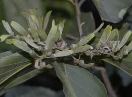 Image result for Ventilago