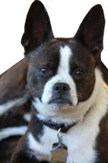 On the other hand, if the other parent breed is a lower energy dog breed, then it's possible for a boxer mix to be as well. Boston Terrier Vs Boxer Breed Comparison