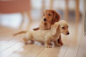 Finest mini dachshund puppies in westchester new york from reputable breeders. Miniature Dachshund Dog Breed Information Dogs Addict