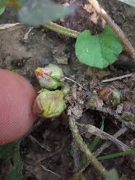 Image result for Merremia emarginata