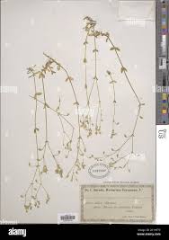 Image result for Dichilus lebeckioides