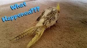Cockatiels: 10 Things You Should Know | Bechewy