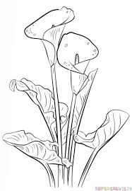 How To Draw A Calla Lily Step By Step Drawing Tutorials Beautiful Flower Drawings Flower Drawing Flower Sketches