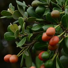 Image result for Mimusops afra