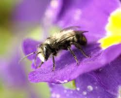 Some flowers need particular kinds of bees for effective pollination. Get It Growing Spring Means Mason Bees Sequim Gazette
