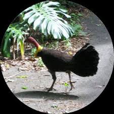 We did not find results for: Bush Turkeys Removal And Relocation Sydney