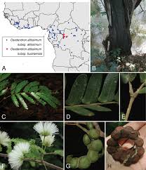 Image result for Samanea leptophylla