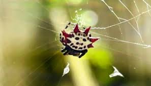The spineybacked orb weaver's diet consists of small insects that are captured in its web. Dkyhavscd0l1km