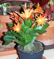 Christmas cactus is a popular houseplant because of its dazzling lilac or pink tubular flowers that bloom for a long time. Rhipsalidopsis Gaertneri Osterkaktus Liebe Die Farbe Davon Davon Farbe Gaertneri Liebe Osterkaktus Easter Cactus Christmas Cactus Plant Holiday Cactus