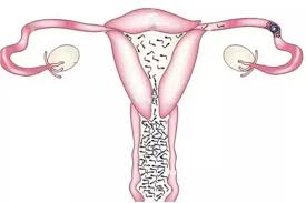 The number of Y sperm, why will lose at the starting line?