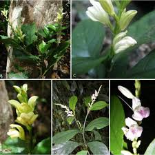 Image result for Anisotes pubinervius