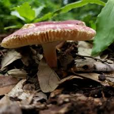 Image result for Russula mariae